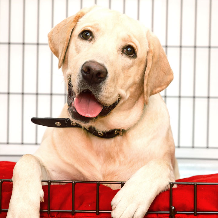 5 Keys to Crate Training Success